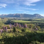 Mirador Marchant
