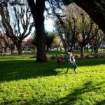 Plaza de Armas de Coyhaique.